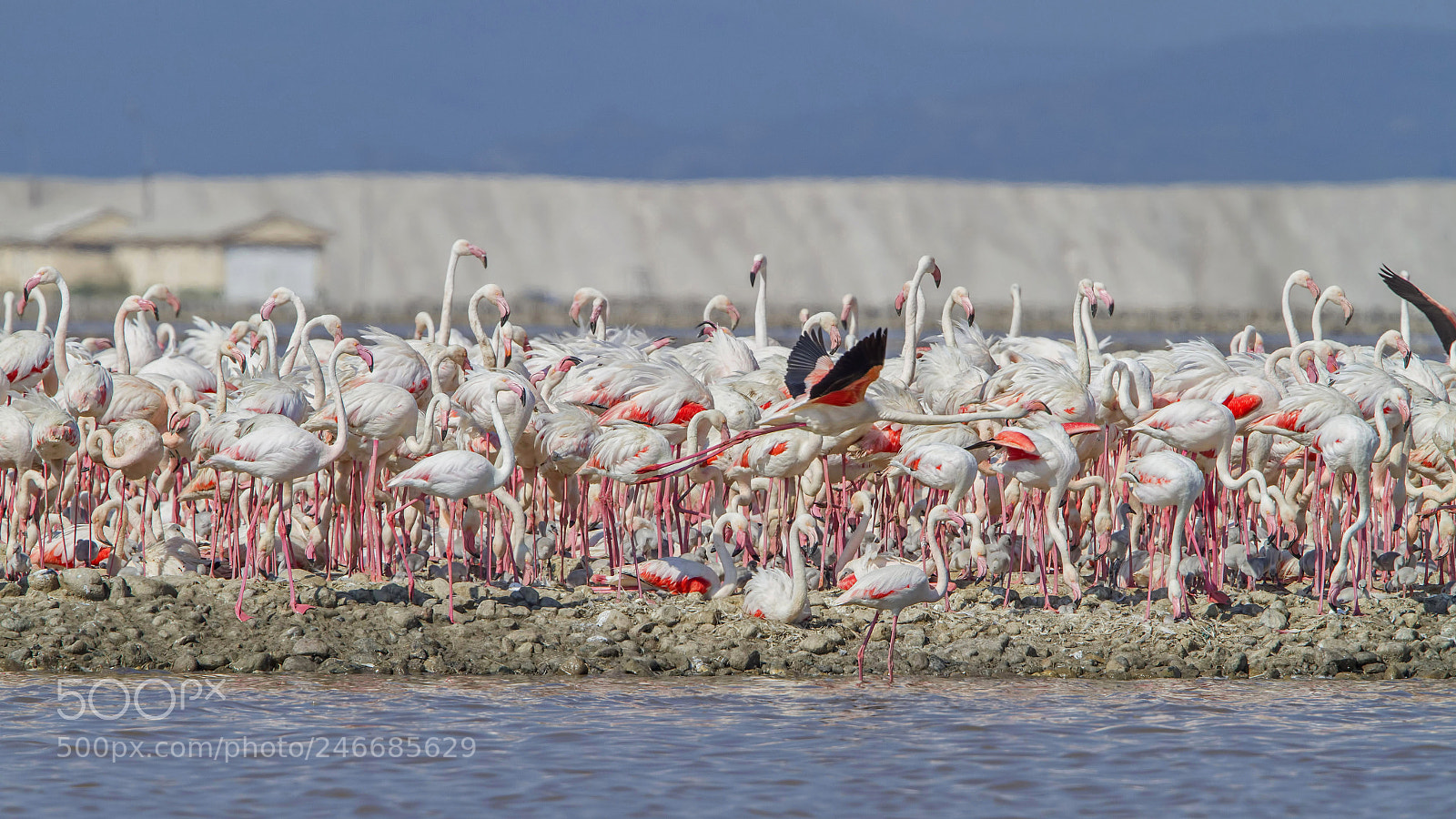 Canon EOS 7D sample photo. Flamingo photography