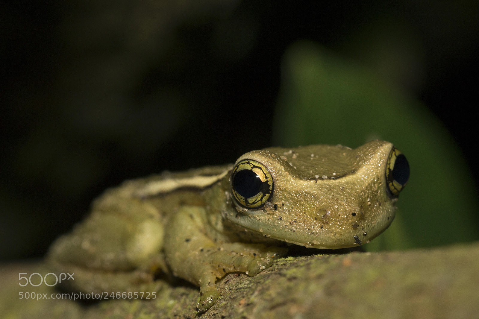 Canon EOS 700D (EOS Rebel T5i / EOS Kiss X7i) sample photo. A little frog photography