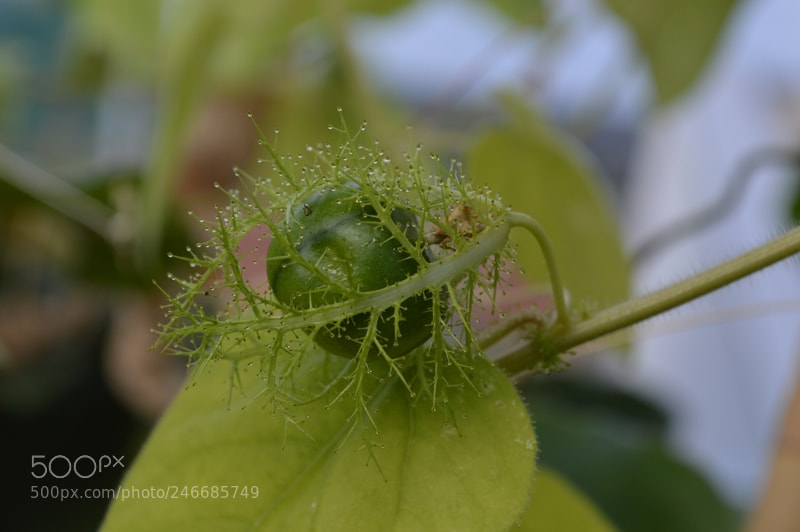 Nikon D3200 sample photo. Let me delicately wrap photography