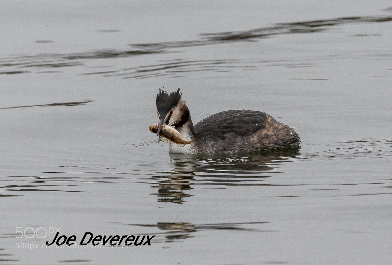 Canon EOS 7D Mark II sample photo. Great crested grebe photography