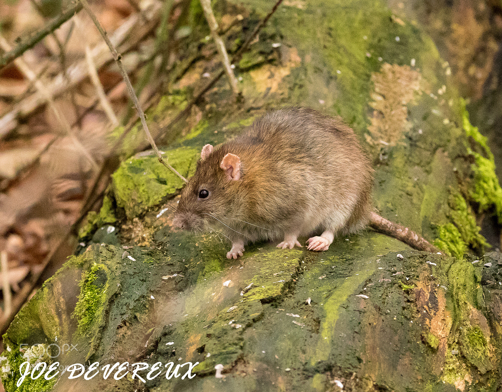 Canon EOS 7D Mark II sample photo. Rat photography