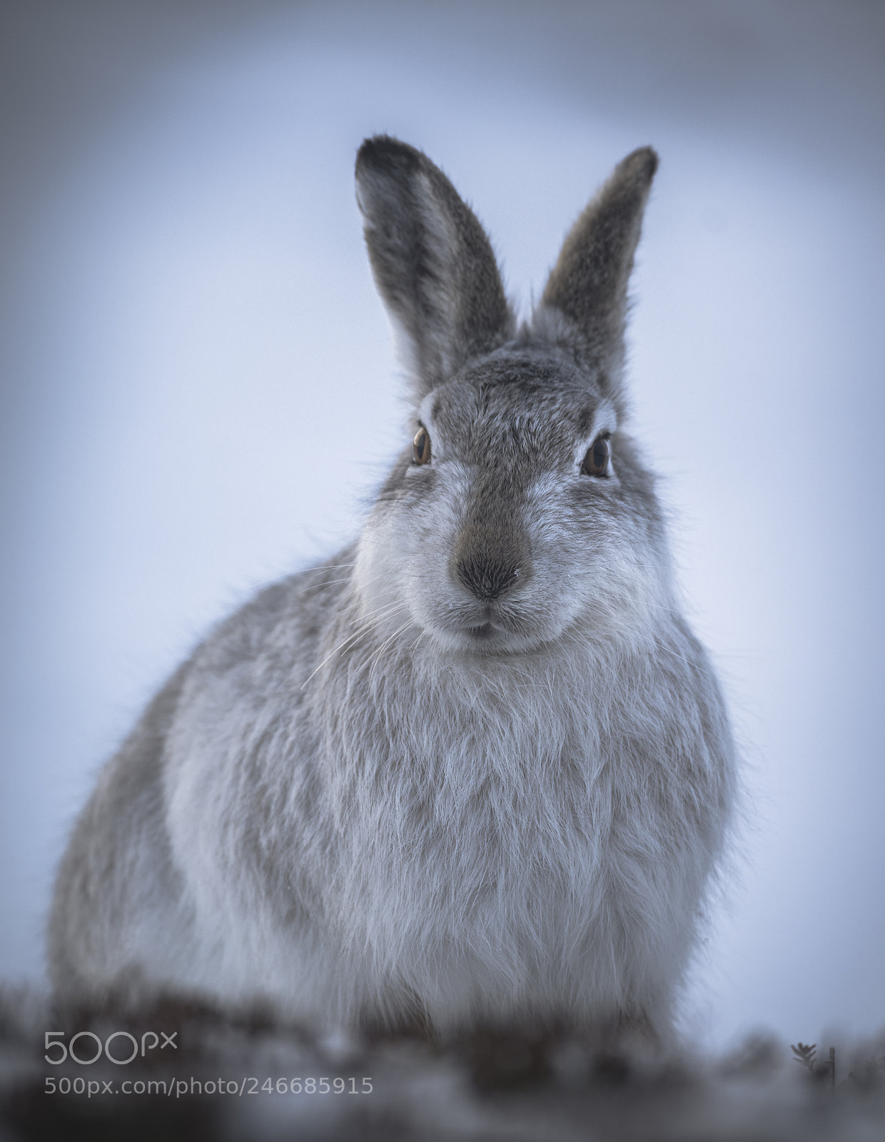 Nikon D850 sample photo. Mountain hare scotland ii photography