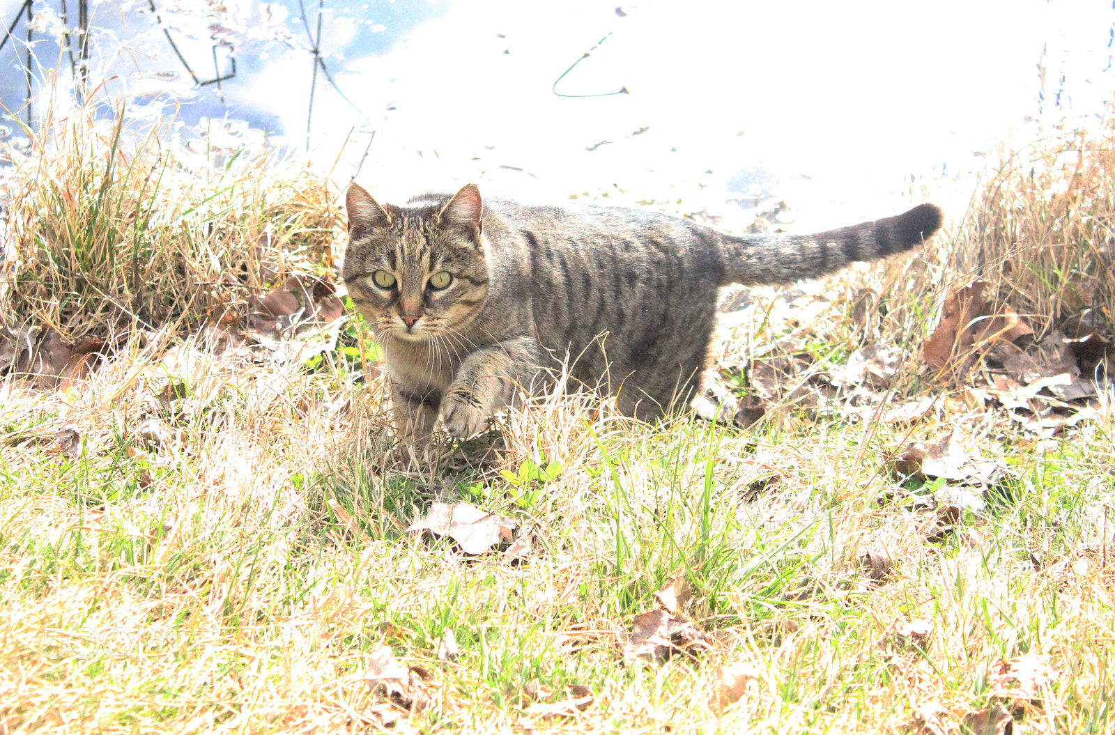 Canon EOS 600D (Rebel EOS T3i / EOS Kiss X5) sample photo. Hunter photography