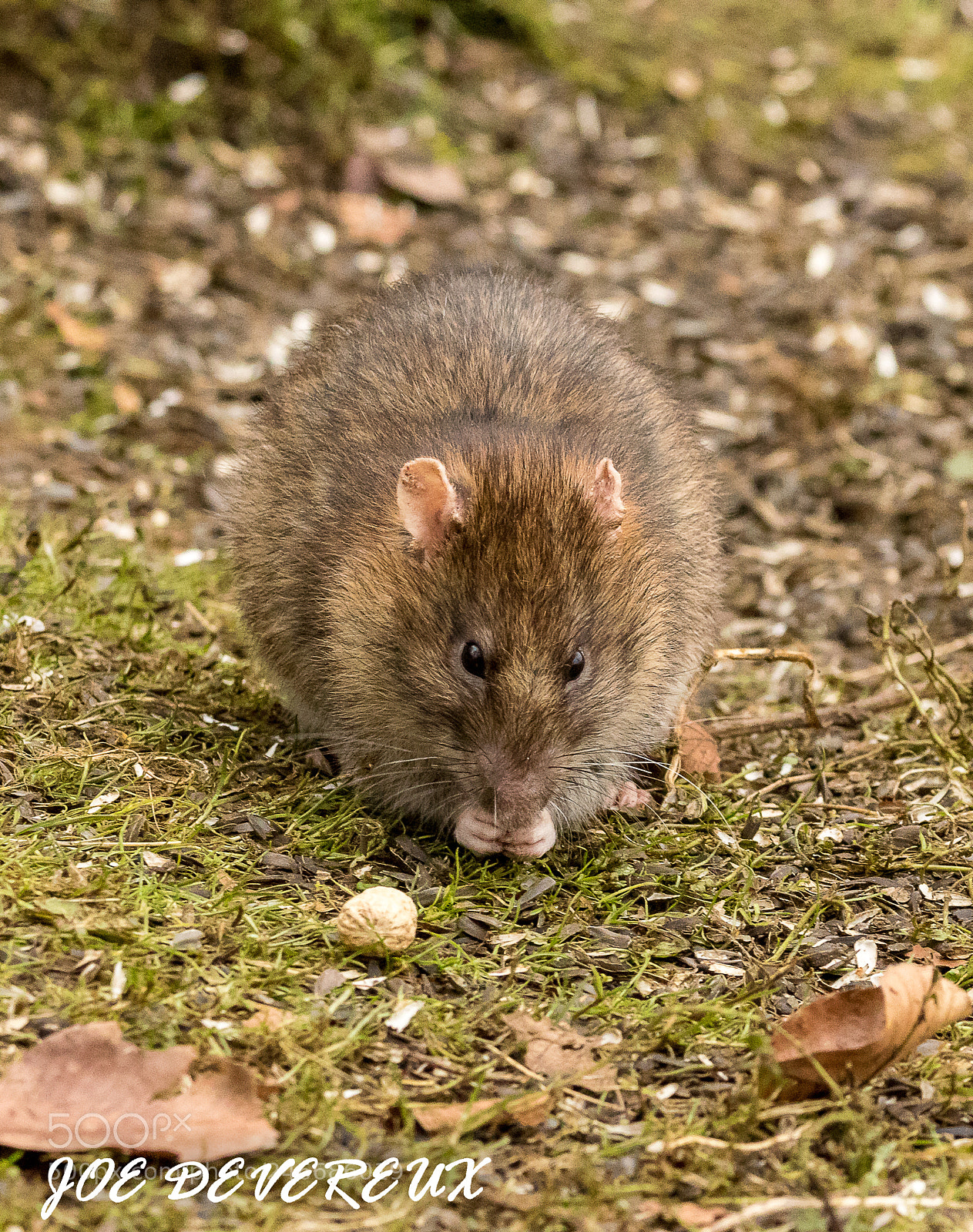 Canon EOS 7D Mark II sample photo. Rat photography