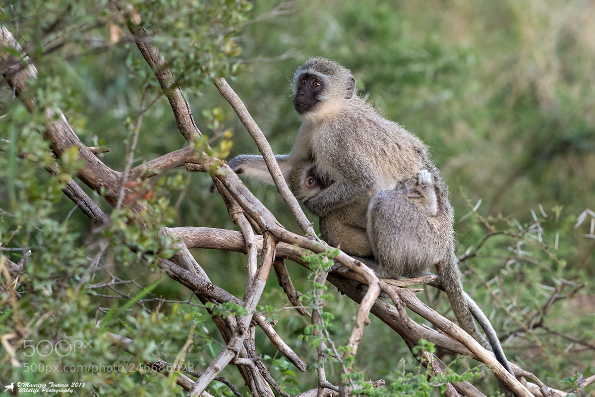 Nikon D5 sample photo. Velvet monkey chlorocebus pygerythrus photography