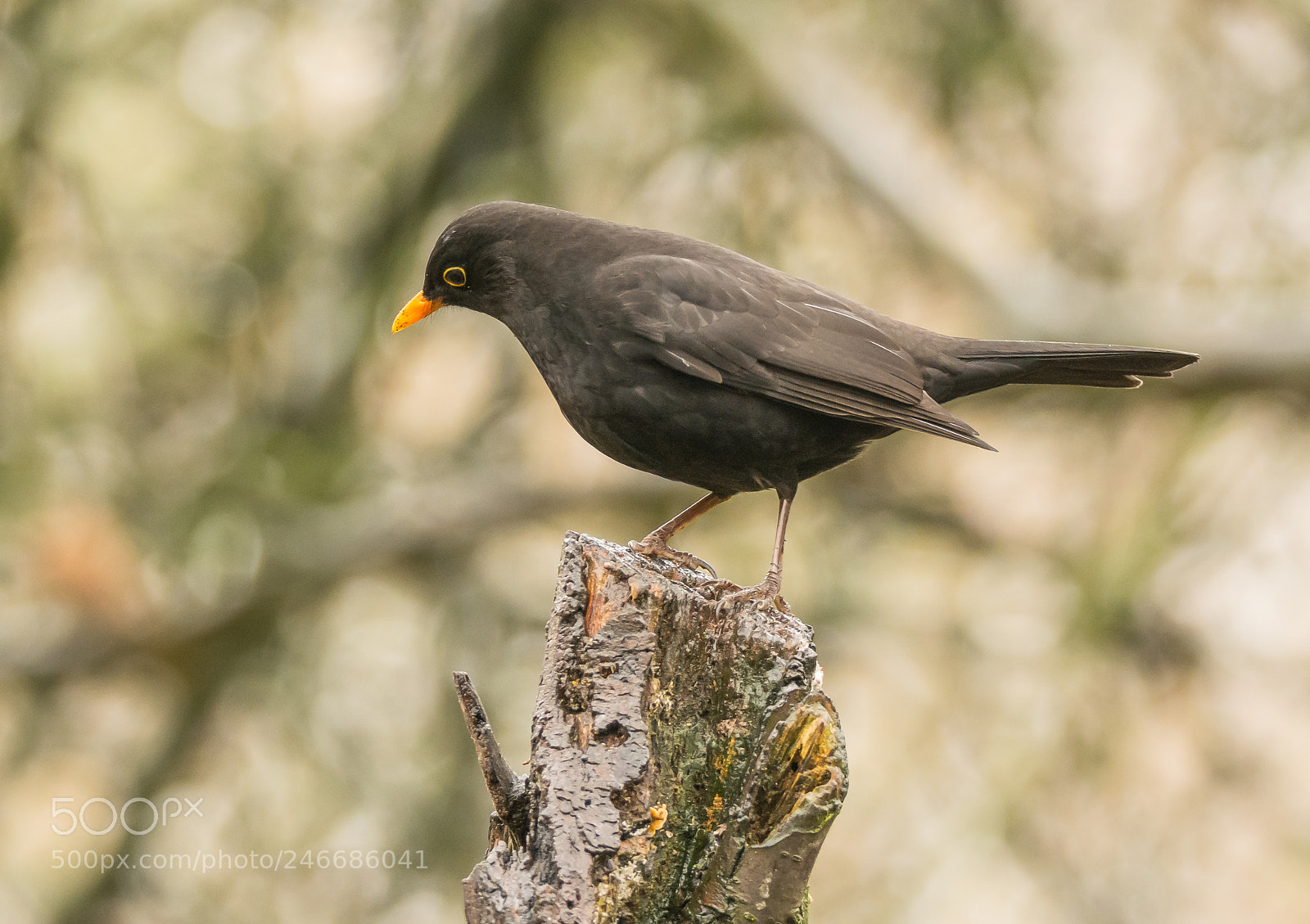 Nikon D5200 sample photo. Blackbird on top photography