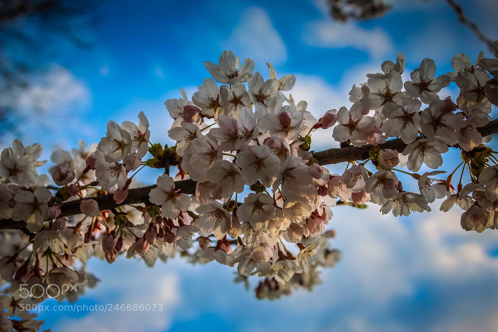 Canon EOS 600D (Rebel EOS T3i / EOS Kiss X5) sample photo. Cherry blossoms photography