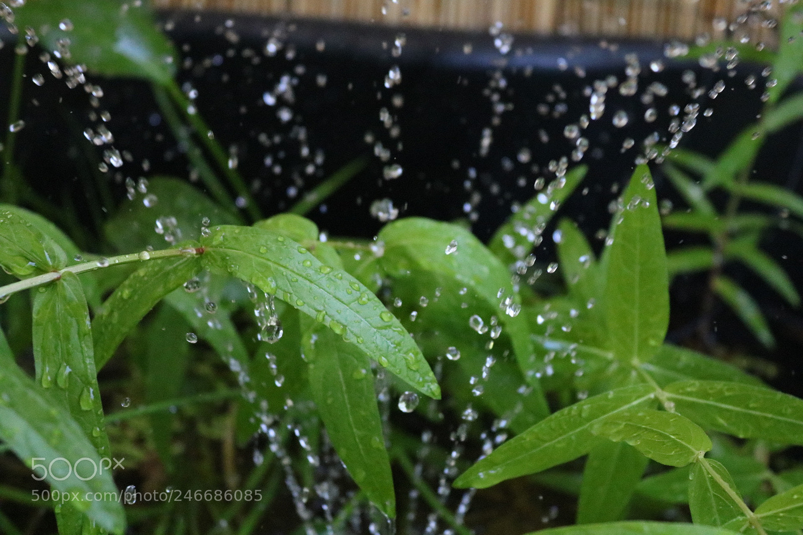 Canon EOS 750D (EOS Rebel T6i / EOS Kiss X8i) sample photo. Untitled photography