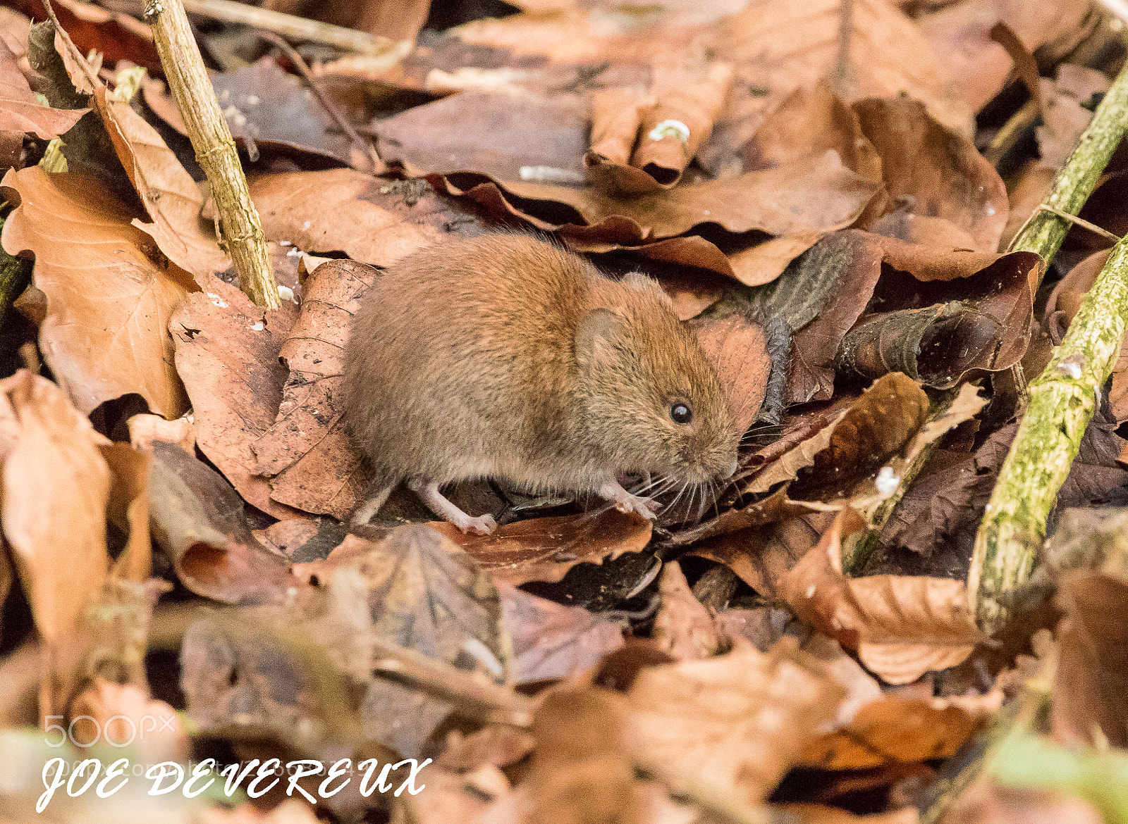 Canon EOS 7D Mark II sample photo. Bank vole photography