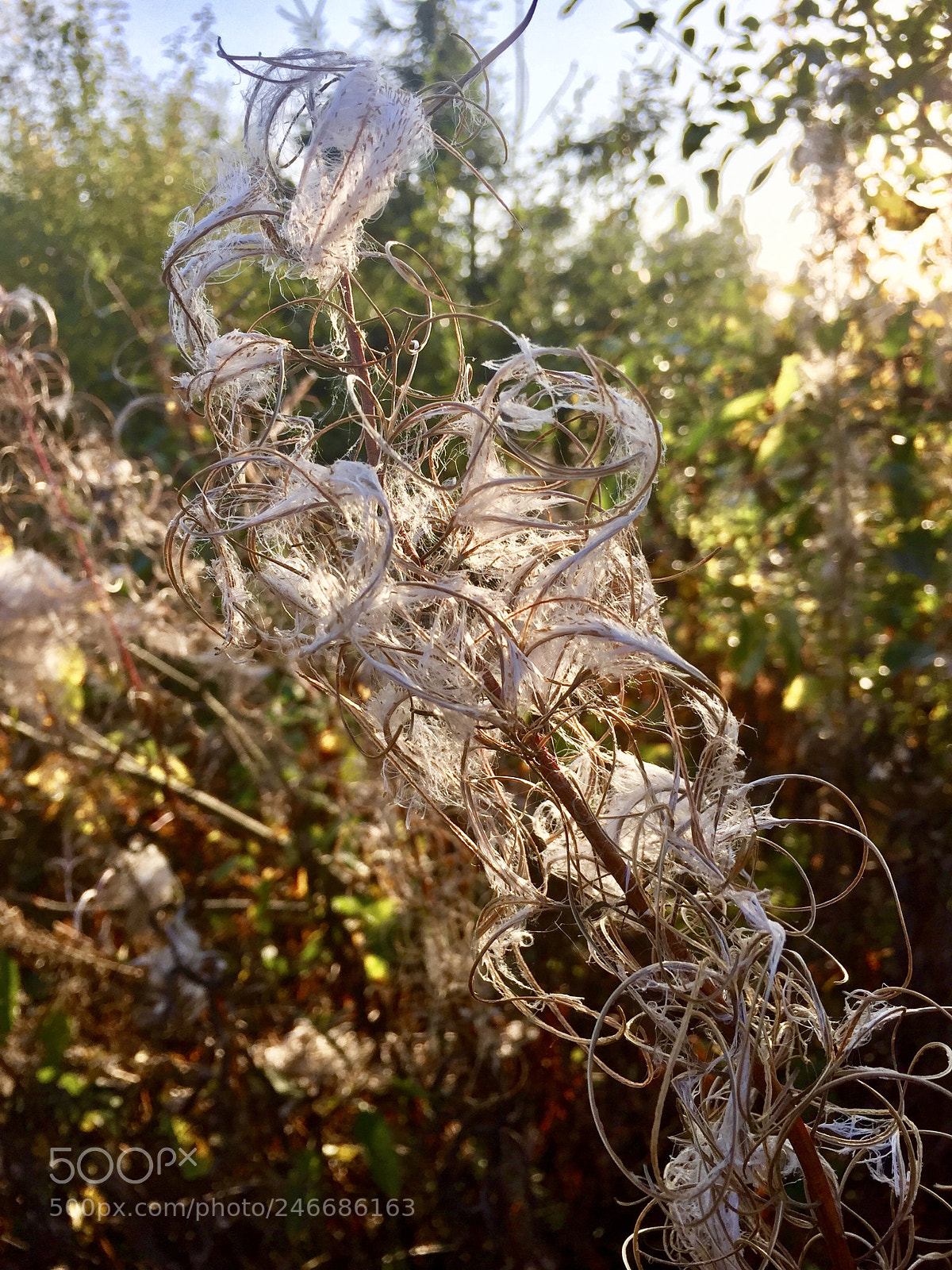 Apple iPhone 6 Plus sample photo. Nordic nature gone mad photography