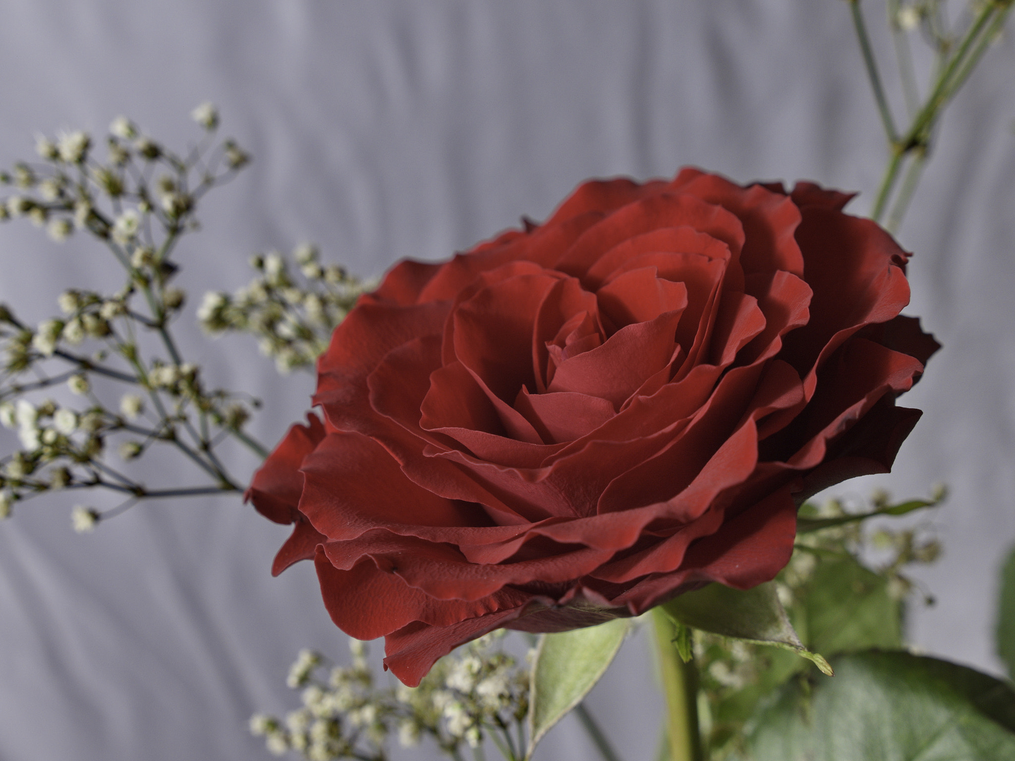 Panasonic Lumix DMC-GX8 sample photo. The last rose of the valentine's day photography