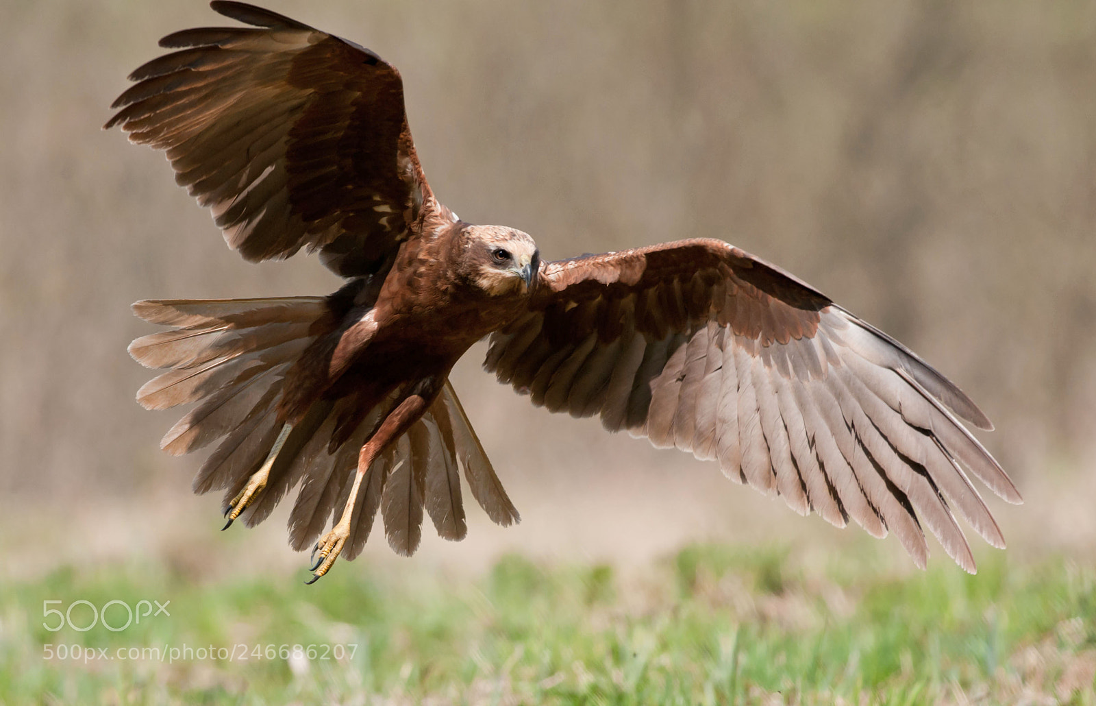 Nikon D300 sample photo. Female western marsh harrier photography