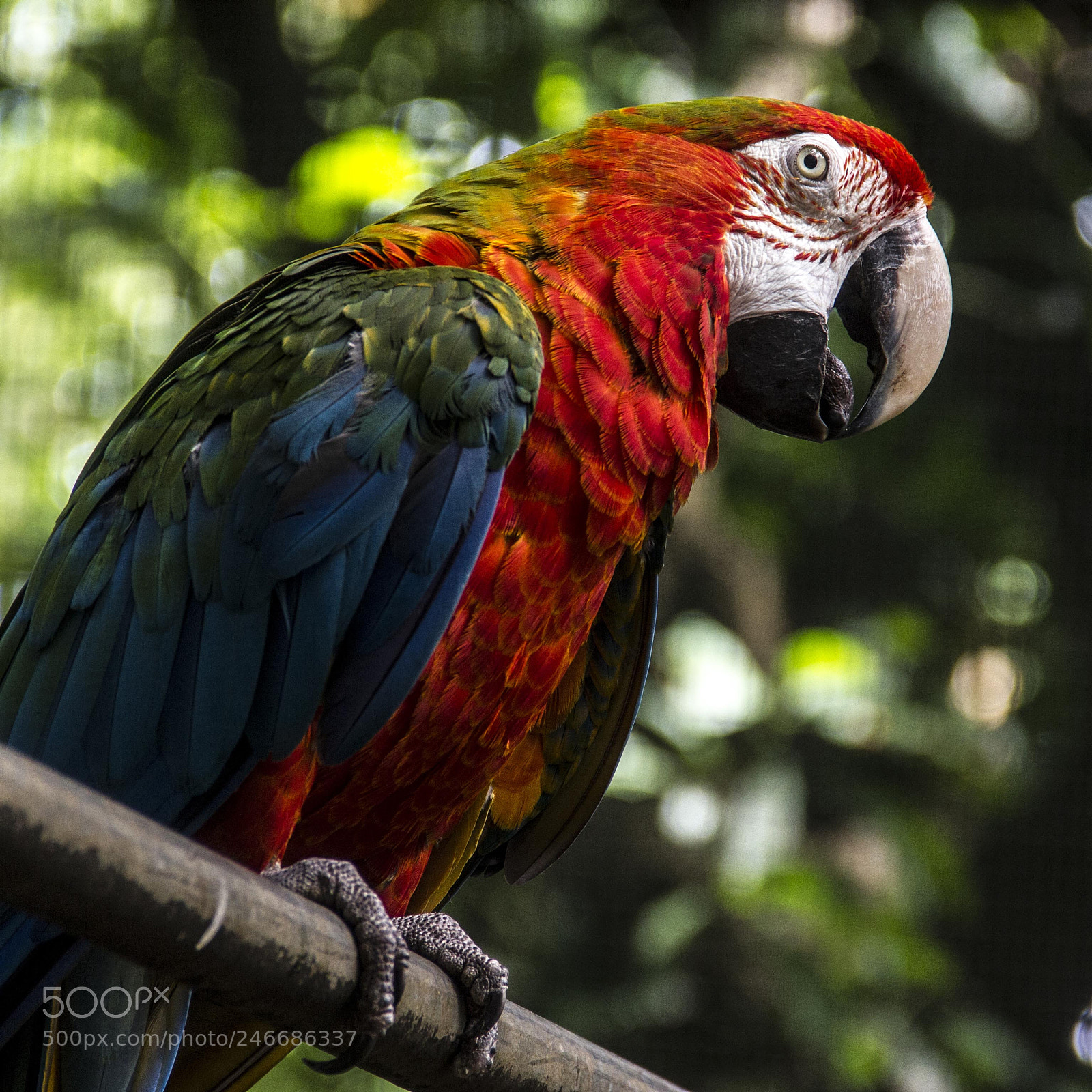 Canon EOS 550D (EOS Rebel T2i / EOS Kiss X4) sample photo. Scarlet macaw photography