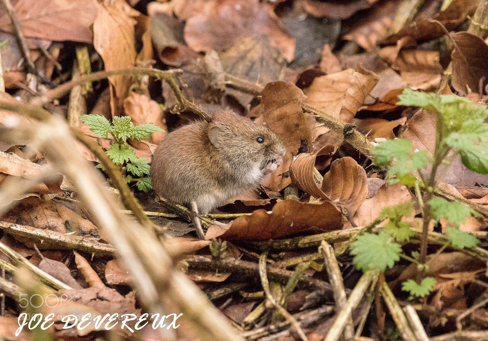 Canon EOS 7D Mark II sample photo. Bank vole photography