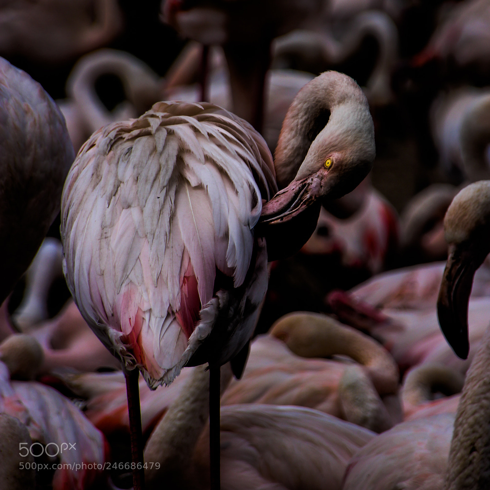 Canon EOS 650D (EOS Rebel T4i / EOS Kiss X6i) sample photo. Evil flamingo photography