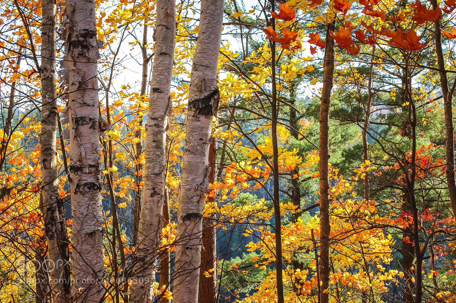 Canon EOS 600D (Rebel EOS T3i / EOS Kiss X5) sample photo. Autumn colours photography