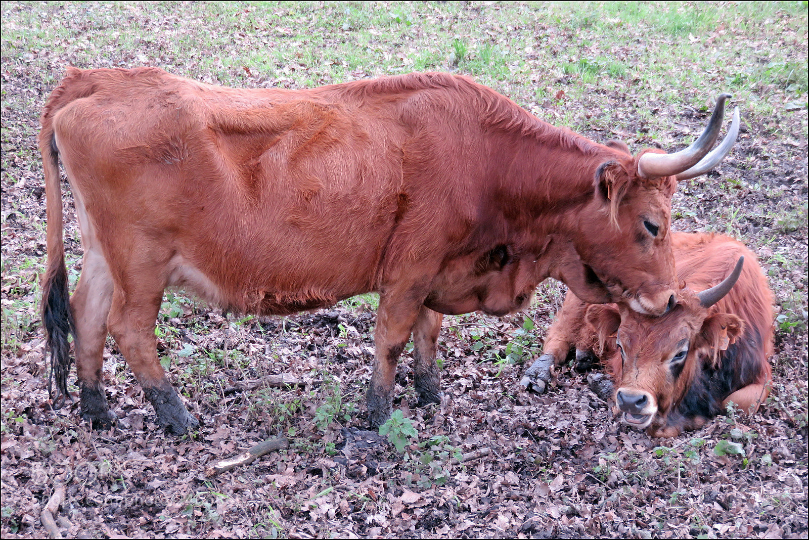 Canon PowerShot SX700 HS sample photo. Cachena photography