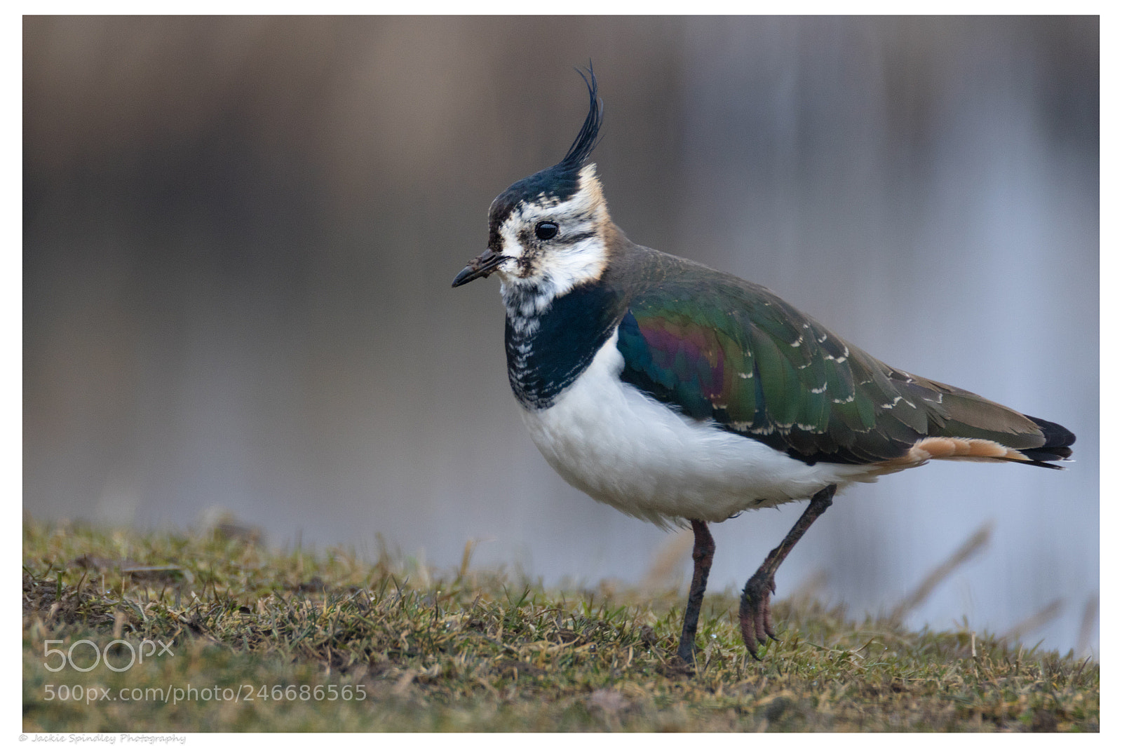 Canon EOS 7D Mark II sample photo. Lapwing photography