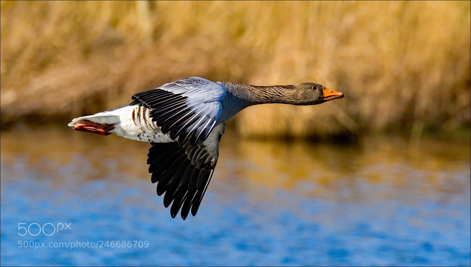 Nikon D500 sample photo. Waterbird photography