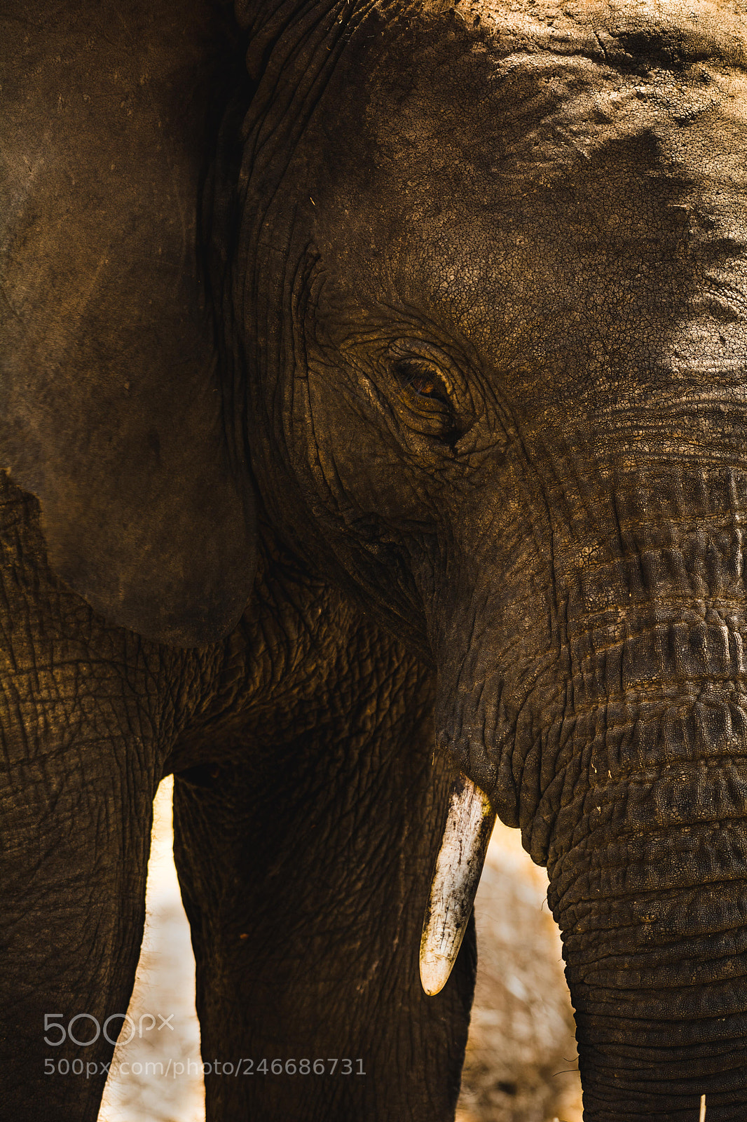 Nikon D5200 sample photo. Elephant photography