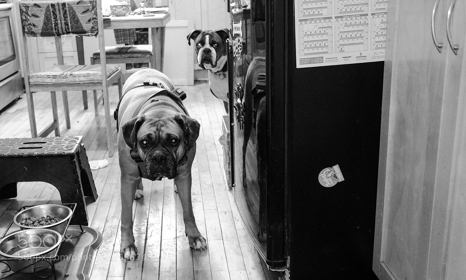 Fujifilm X70 sample photo. Curious dogs photography