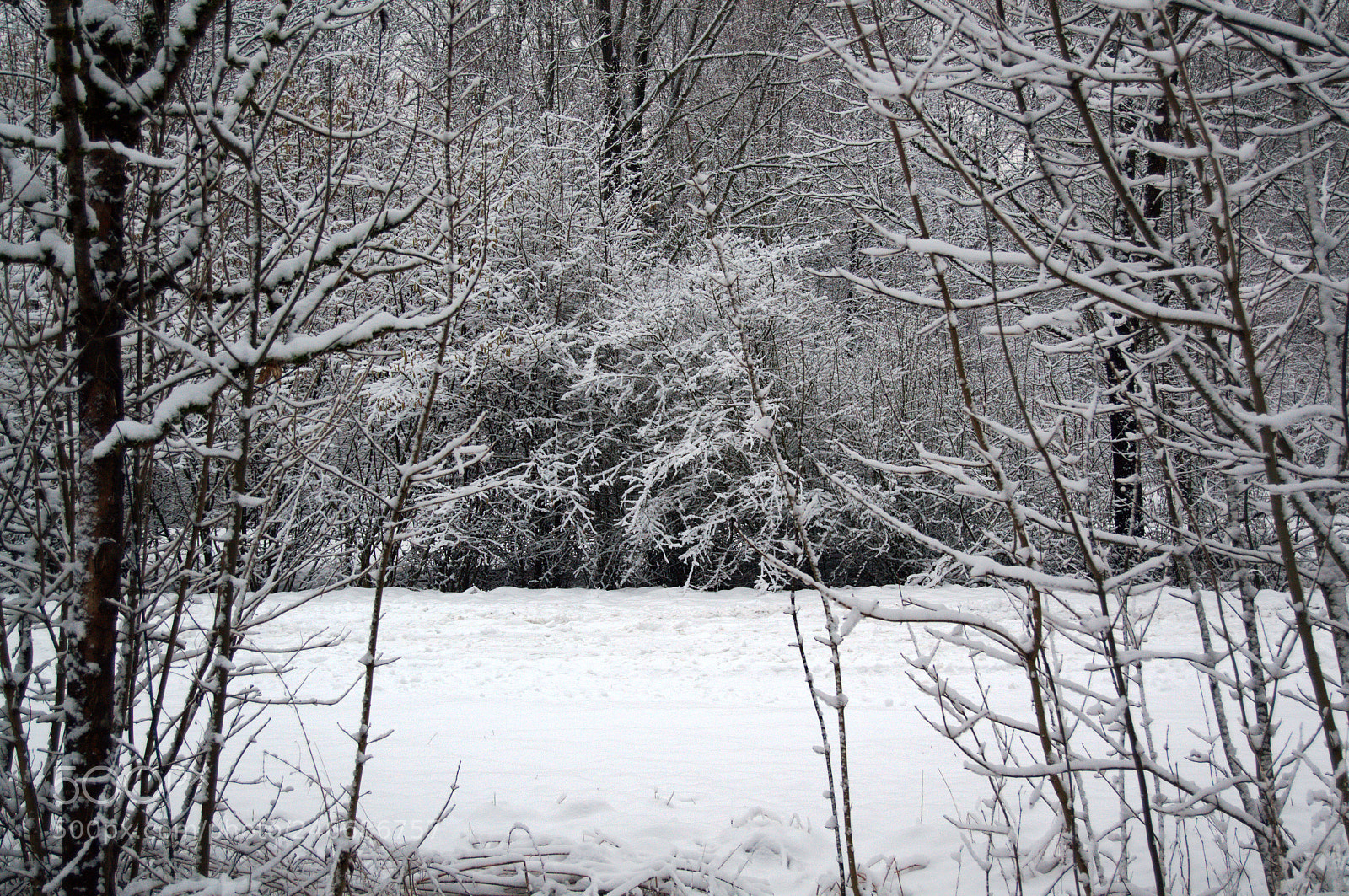 Nikon D3100 sample photo. Looking through photography