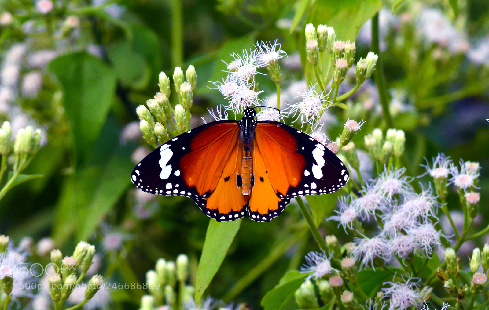 Nikon D7200 sample photo. Plain tiger photography