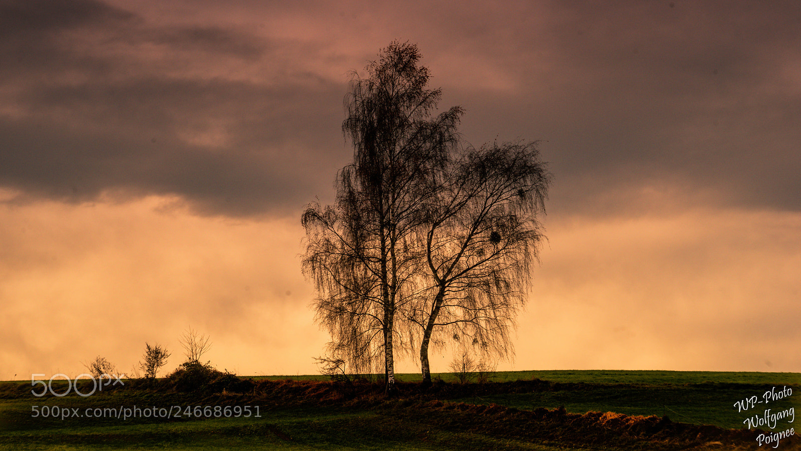 Sony a7 sample photo. Misteln im abendlicht photography