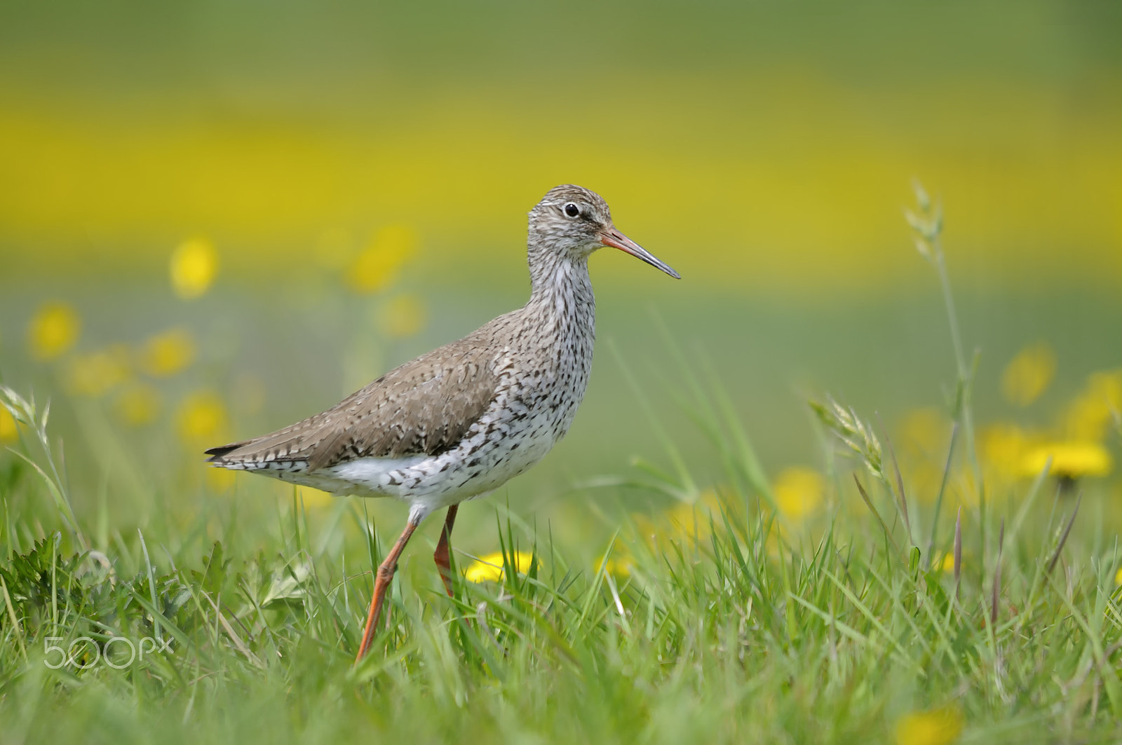 Sigma 150-500mm F5-6.3 DG OS HSM sample photo. Common redshank photography