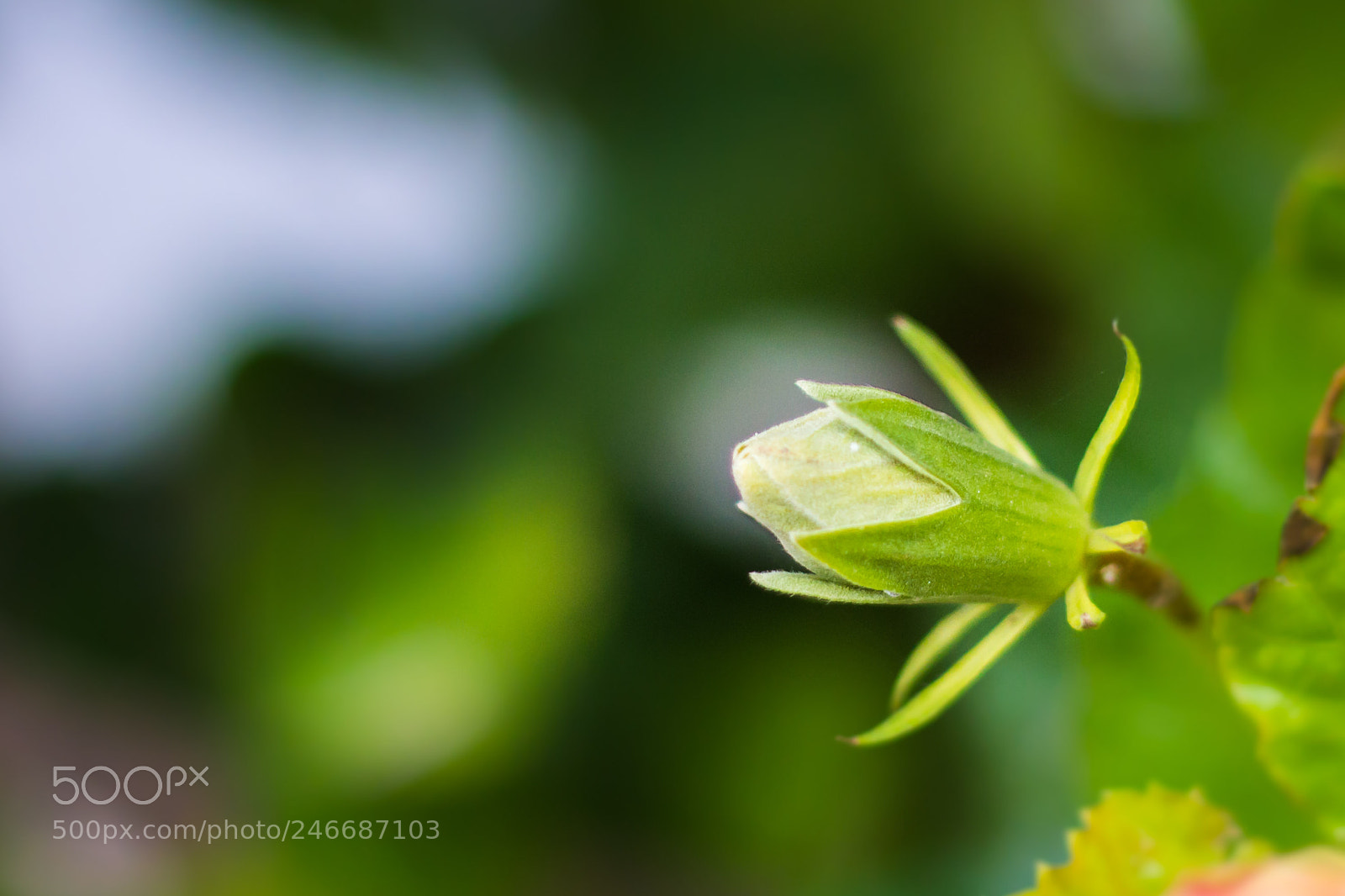 Canon EOS 600D (Rebel EOS T3i / EOS Kiss X5) sample photo. Peeling the bullet photography