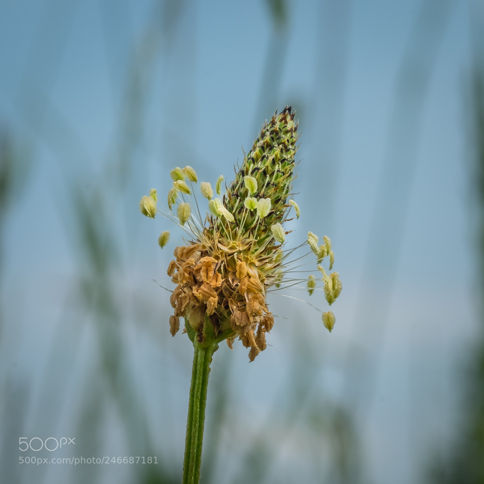 Fujifilm X-T1 sample photo. Spitzwegerich (plantago lanceolata) photography