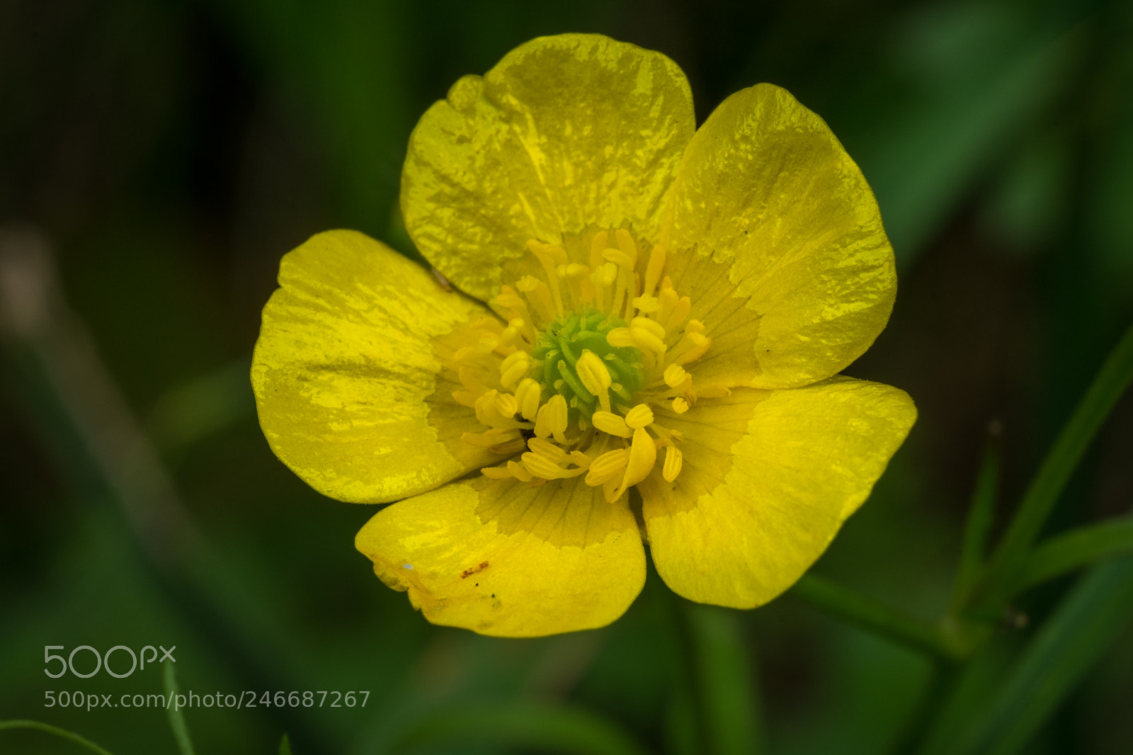 Fujifilm X-T1 sample photo. Scharfer hahnenfuß (ranunculus acris) photography