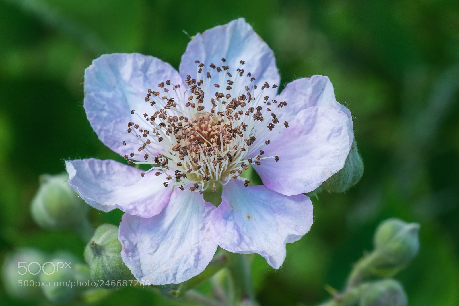 Fujifilm X-T1 sample photo. Wilde brombeere (rubus fruticosus) photography