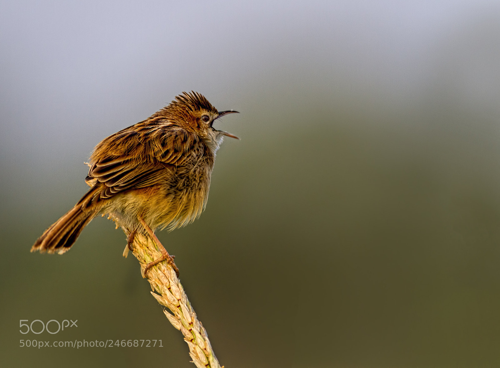 Canon EOS 7D sample photo. Zitting cisticola.... photography