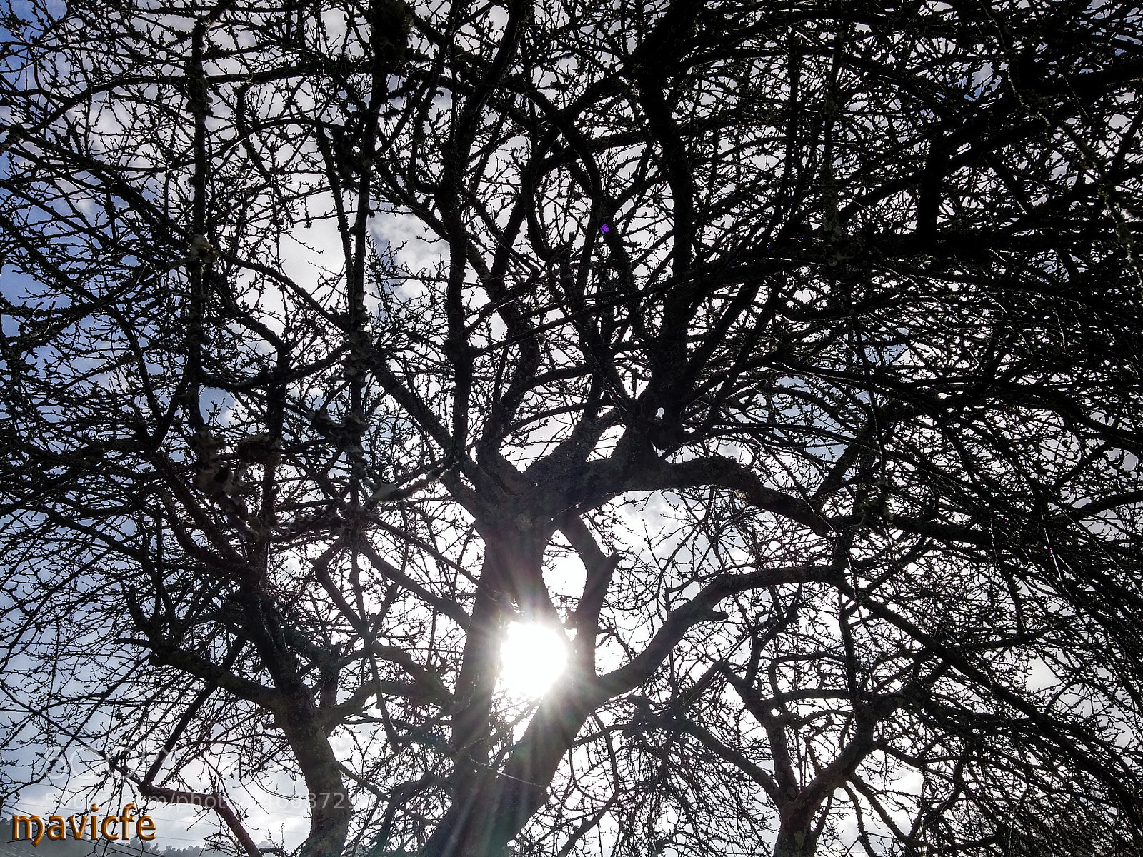 LG G3 sample photo. Winter sun in the photography
