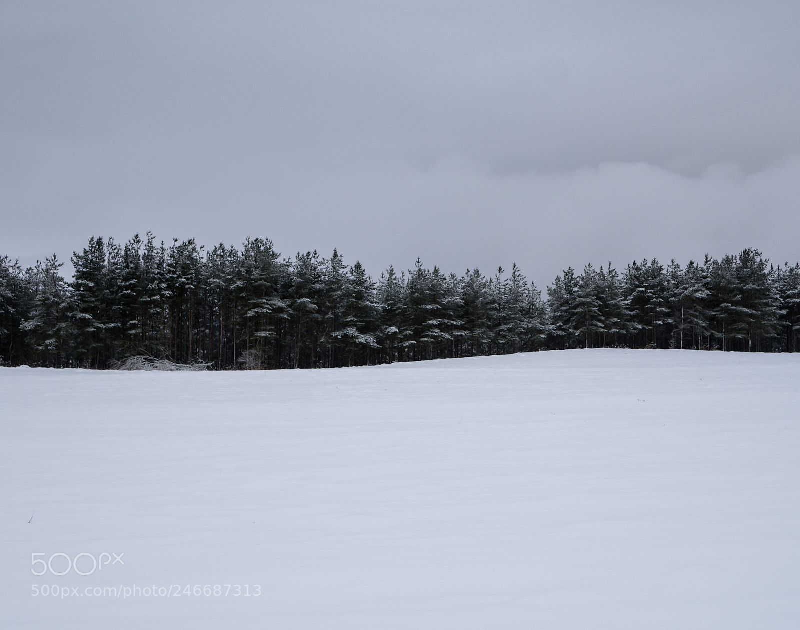 Nikon D7200 sample photo. Winter forest photography