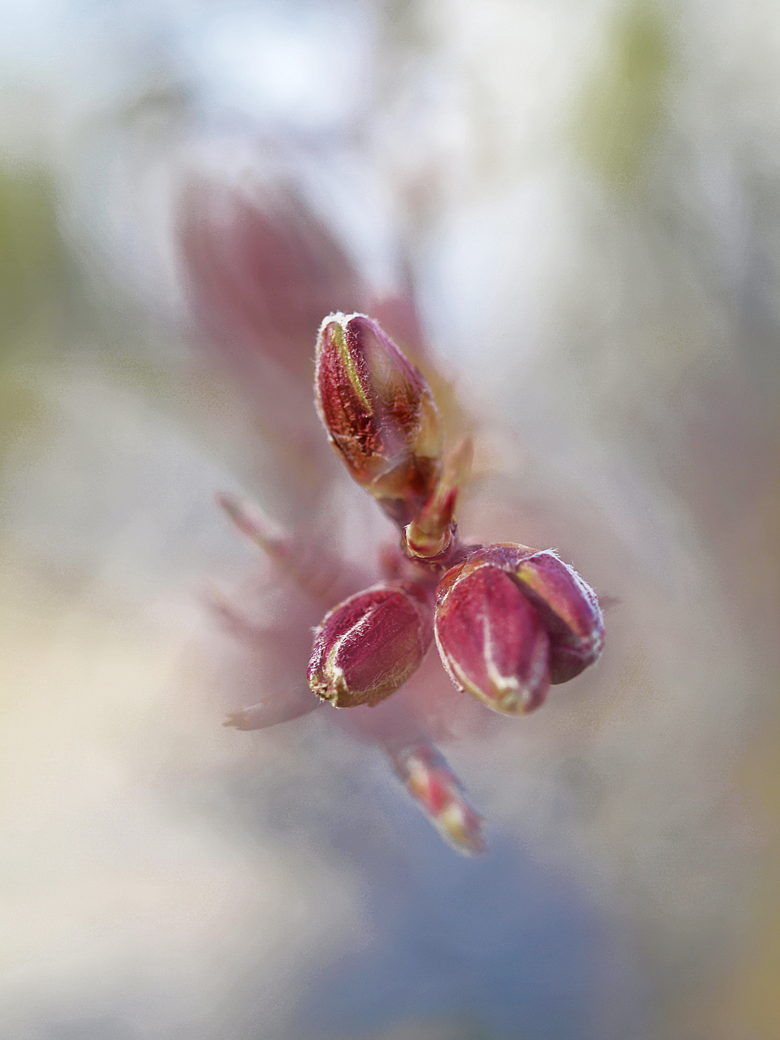 Olympus E-30 sample photo. Flor de almendro. photography