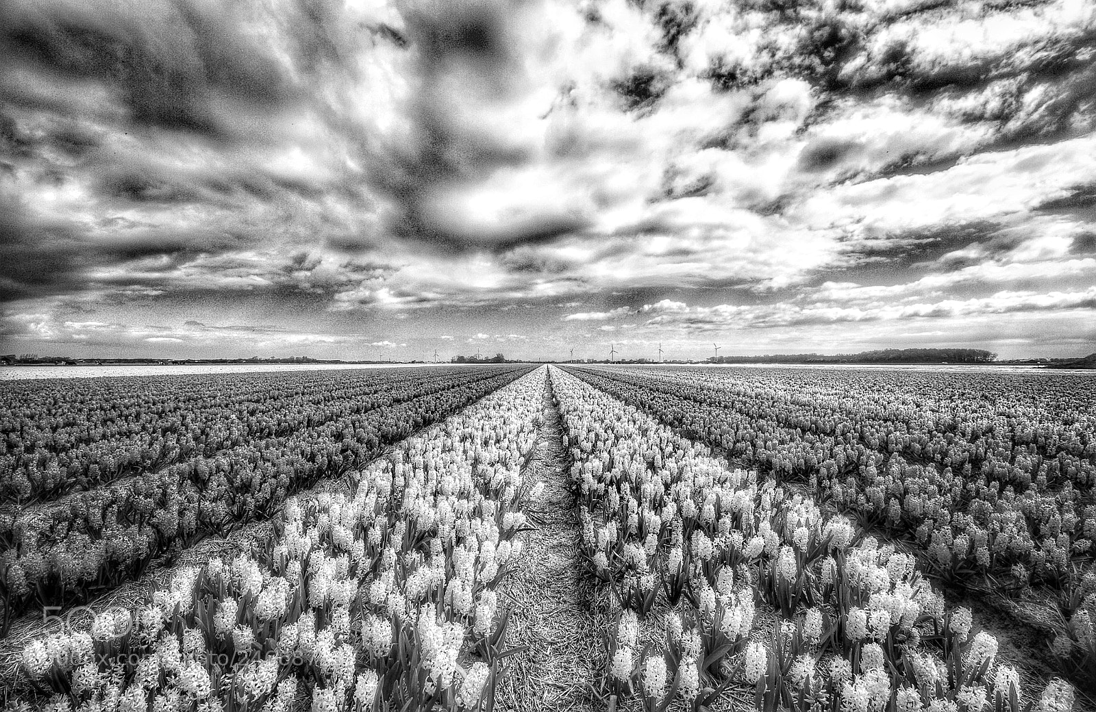 Canon EOS 7D sample photo. Field of  flowers photography