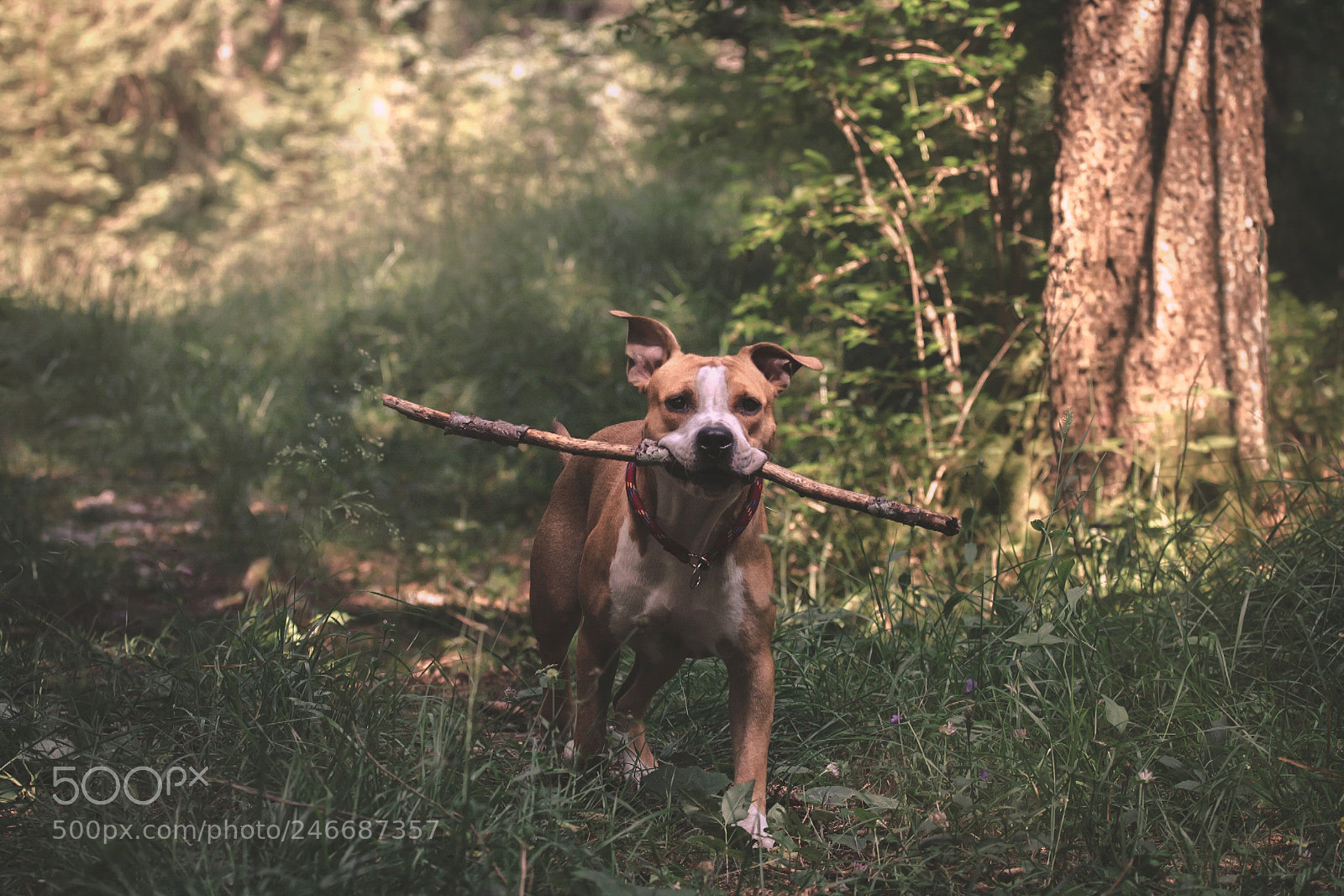 Canon EOS 7D sample photo. Cherry photography