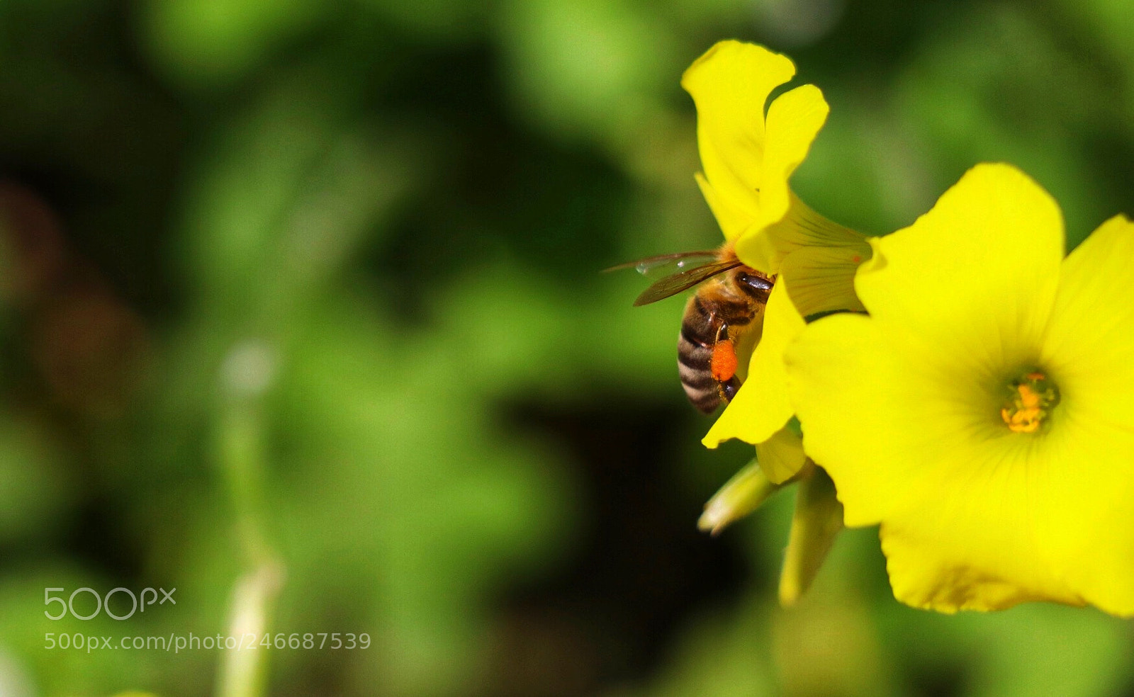Canon EOS 800D (EOS Rebel T7i / EOS Kiss X9i) sample photo. Untitled photography