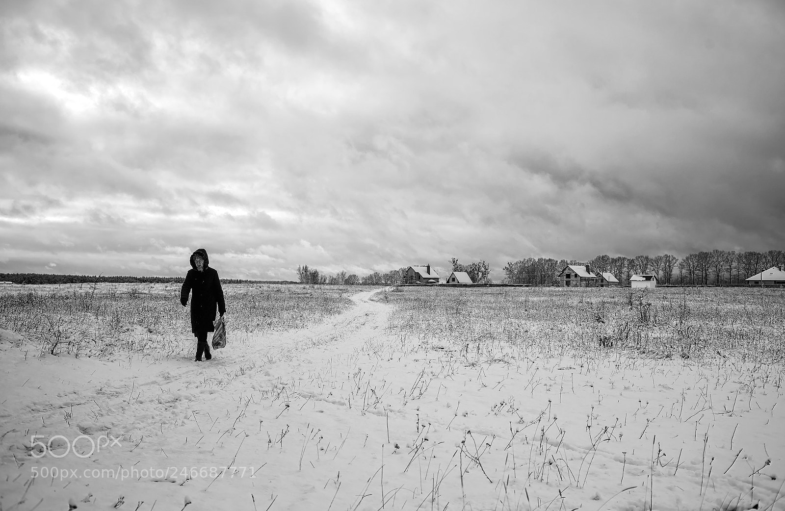 Nikon D800E sample photo. Winter field photography