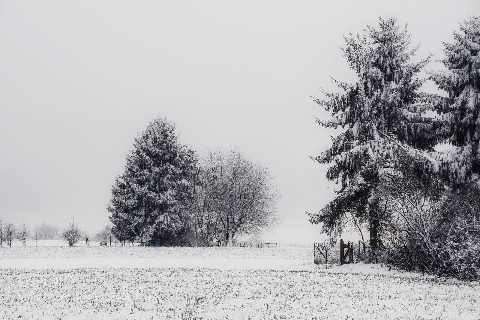Nikon D7100 sample photo. Frozen photography