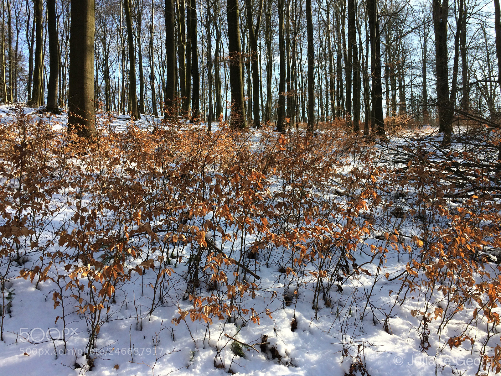Apple iPhone 5s sample photo. Winterwonderland photography
