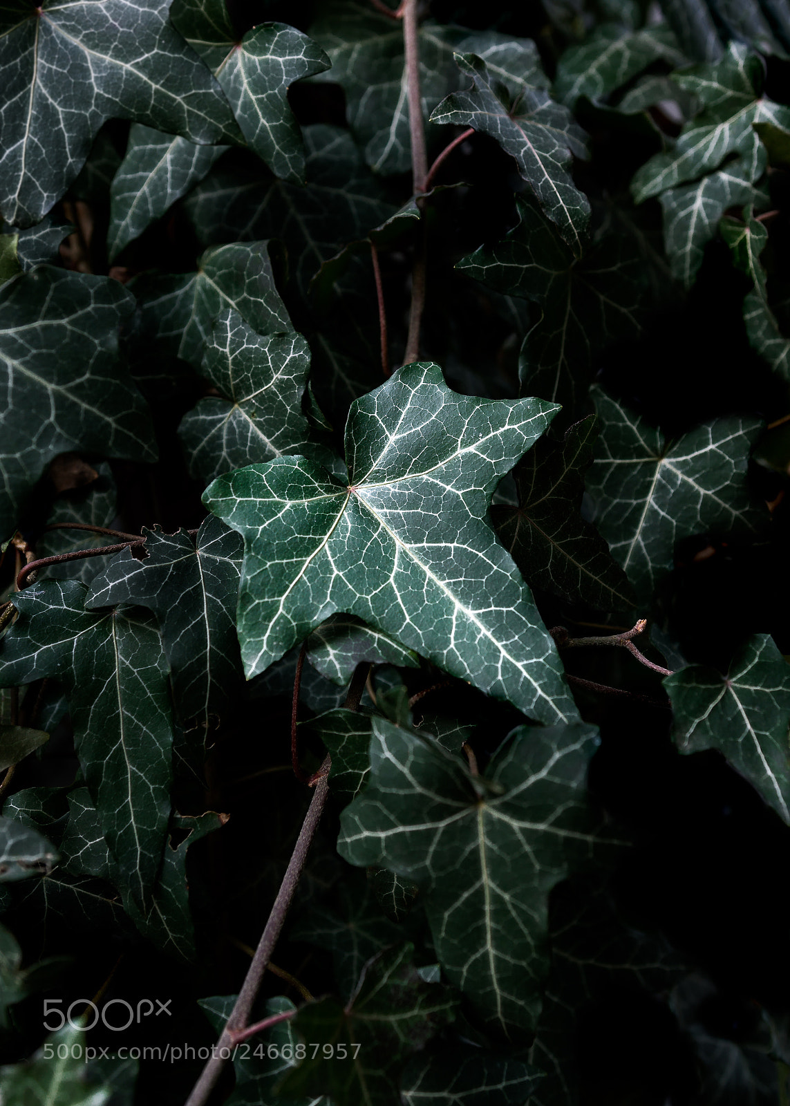 Canon EOS 60D sample photo. Ivy photography