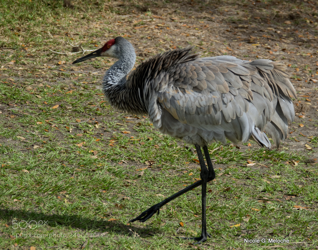 Sony Cyber-shot DSC-RX10 III sample photo. Fluffing sandhill crane photography