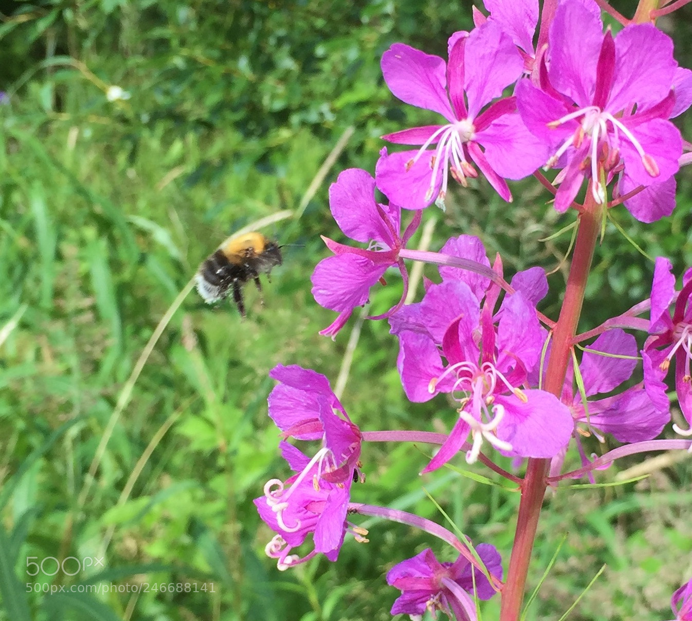 Apple iPhone 6 Plus sample photo. A bee hovering by photography