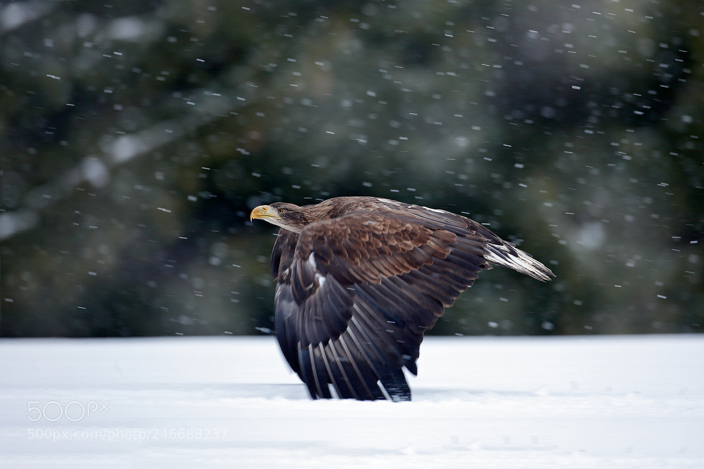 Canon EOS 5D Mark II sample photo. White-tailed eagle (haliaeetus albicilla) photography