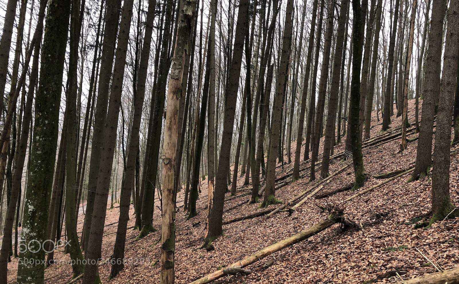 Apple iPhone X sample photo. Untitled photography