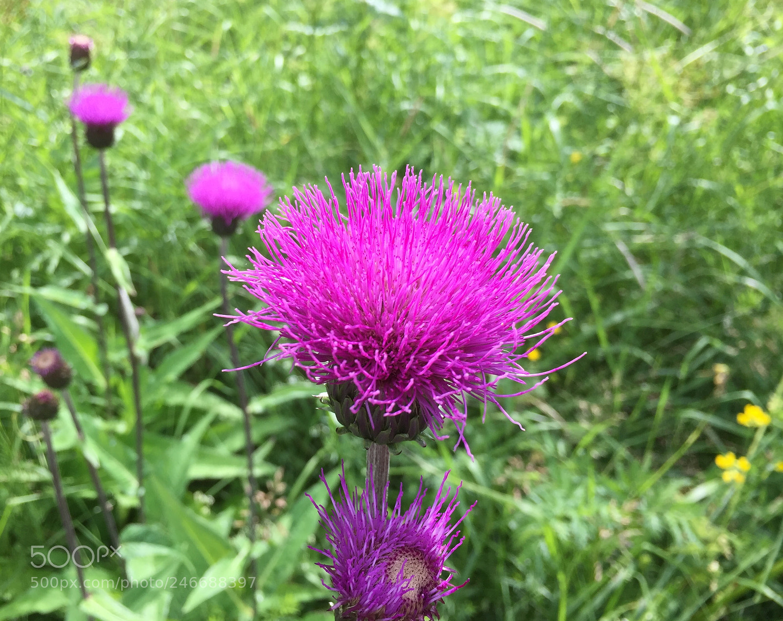 Apple iPhone 6 Plus sample photo. An intensely colored finnish photography