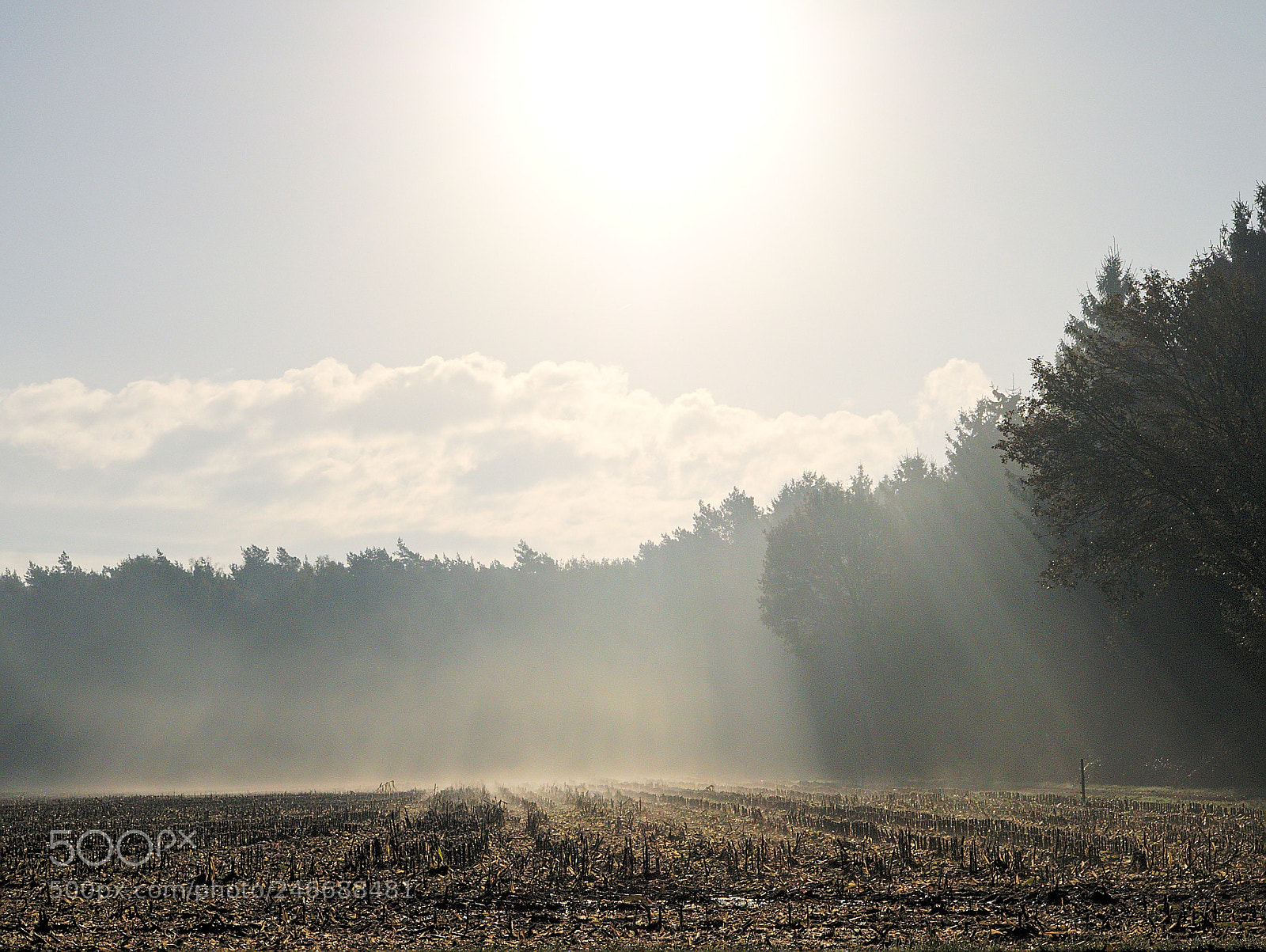Panasonic Lumix DMC-GX7 sample photo. Ein versprechen photography